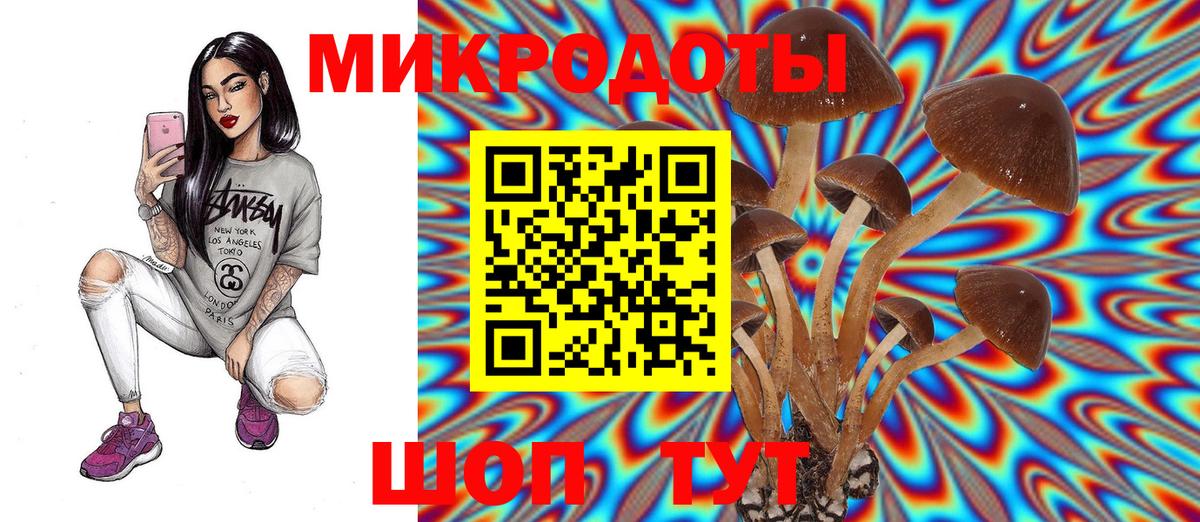 Галлюциногенные грибы Psilocybe Новочеркасск